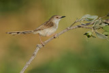 Graceful Prinia.