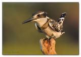 Pied kingfisher.