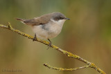 Lesser Whitethroat.