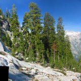 Brewer Spruce giants along the High Route