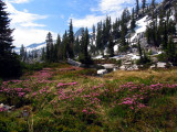 Morris Lake meadow