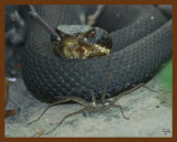 cottonmouth 7-8-08 4d092b.JPG