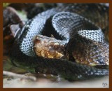 cottonmouth 7-25-08 4d437b.JPG