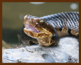 cottonmouth 7-23-08 4d292b.JPG