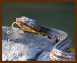 cottonmouth 7-24-08 4d418b.JPG