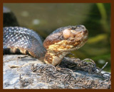 cottonmouth 7-23-08 4d298b.JPG
