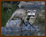 raccoon-young 8-3-08 4d776b.JPG