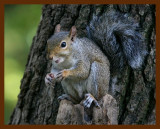gray-squirrel 9-22-08 4d618b.JPG