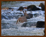 deer 9-26-08 4d962b.JPG