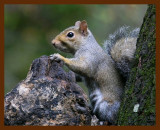 gray-squirrel 10-16-08 4d782b.JPG