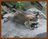 raccoon-young 6-4-08 4d014b.JPG