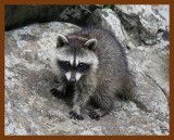 raccoon-young 6-23-08 4d879b.JPG