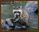 raccoon-young 7-3-08 4d435b.JPG