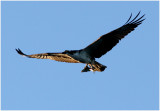 Osprey - Successful Evening Hunt