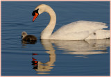 Mute Swan & Cygnet