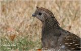 California Quail