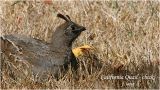 California Quail - chick