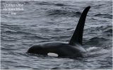 Orcinus Orca  aka Killer Whale