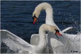 Mute Swans - Battle for Supremacy