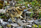 Willow Ptarmigan Chick