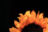 3rd October 2008 <br> sun flower