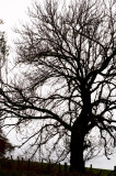 27th October 2009 <br> mist and rain