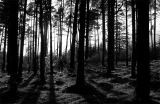 20th September 2006 <br> lost in the forest