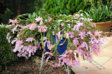 Zygo Cactus - Blooms in June in Australia