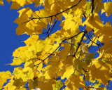 Yellow maple