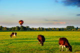 Evening Grazing