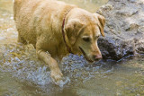 Fisherdog. The story of Tess (building gallery)