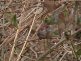 Finch