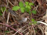 female Wren