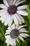 African Daisy