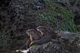 River Otters at Kalaloch