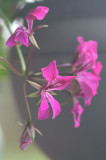 Geranium 08/11