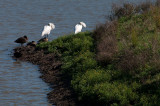 Royal Spoonbills 11/11