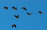 Ibis