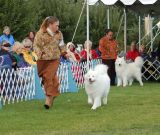 Open Dog #117