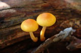 Unknown mushroom II