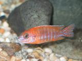 Aulonocara Rubescens Super Red