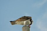 Osprey with Prey