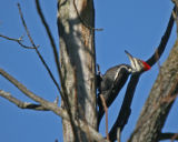 Pileated Woodpecker