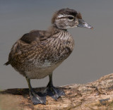 Wood Duck Juvenile