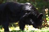 Black Bear Meadows NP Va