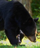 Black Bear Meadows NP Va