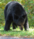 Black Bear Big Medaows NP Va
