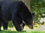 Black Bear Shenandoah NP Va