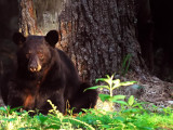 Black Bear Big Mother Waiting Meadows NP Va