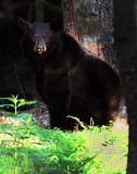 Black Bear  Looking at Me Big Meadows NP Va
